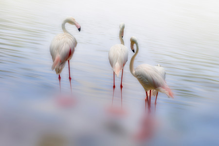 Three flamingos in misty water